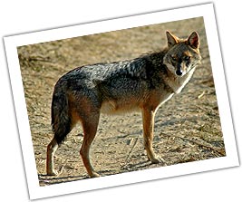 Corbett National Park