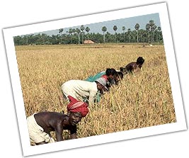 Holidays in South India