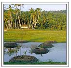Rice and Coconut Plant