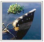 Prow of Boat on Kumarkom Lake